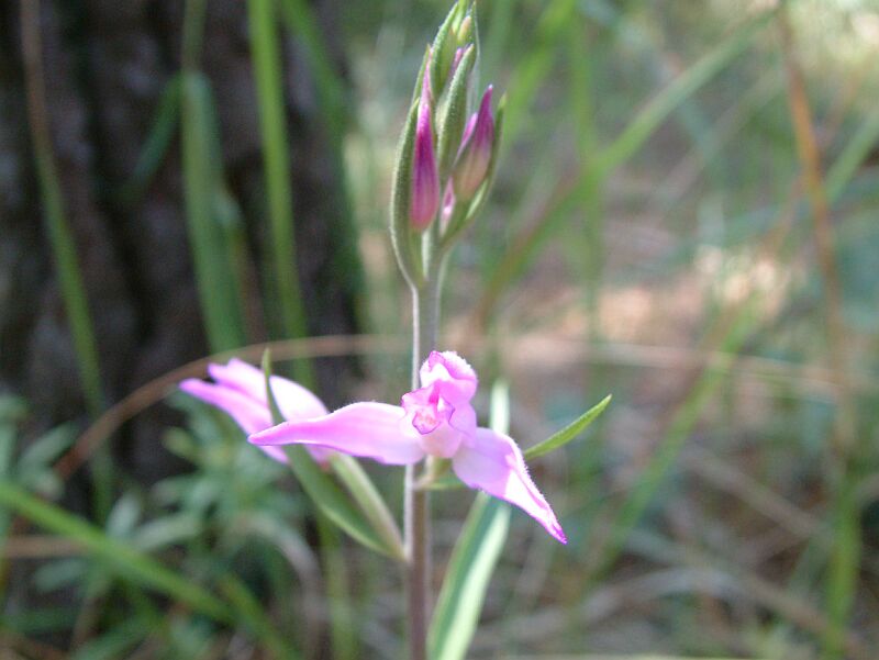 Cephalanthera damasonium, C. longifolia, C. rubra